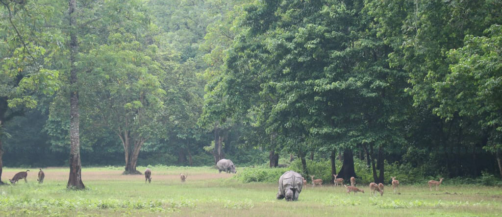 https://www.setopati.com/uploads/shares/2020/sujita/gaidda/gaida bachha (1).jpg